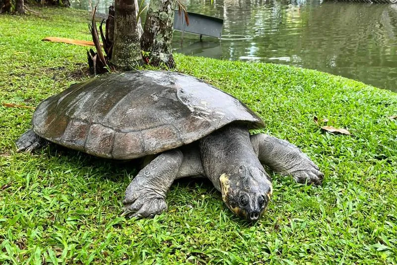 Tartaruga-Agencia-Para-400x267 "Guardiões das águas" conhecimento local e ciência se unem para proteger quelônios na Amazônia