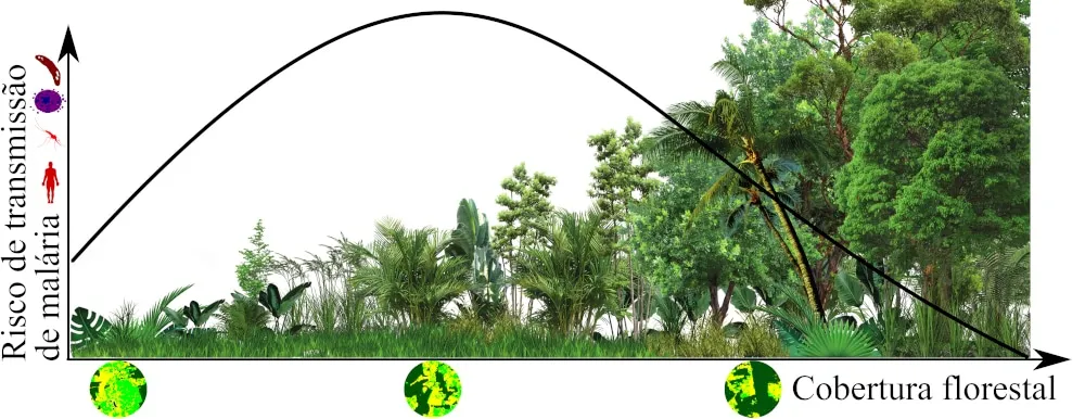 Risco de transmissão diminui se o desmatamento é completo, porque o ambiente fica inóspito para o vetor, ou quando a floresta é restaurada para níveis acima de 70% (gráfico: Gabriel Laporta et al.)