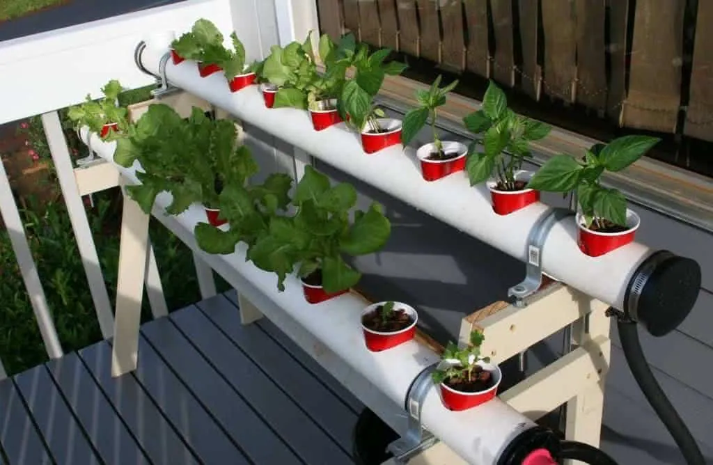 Como plantar alface hidropônica em casa com baixo custo