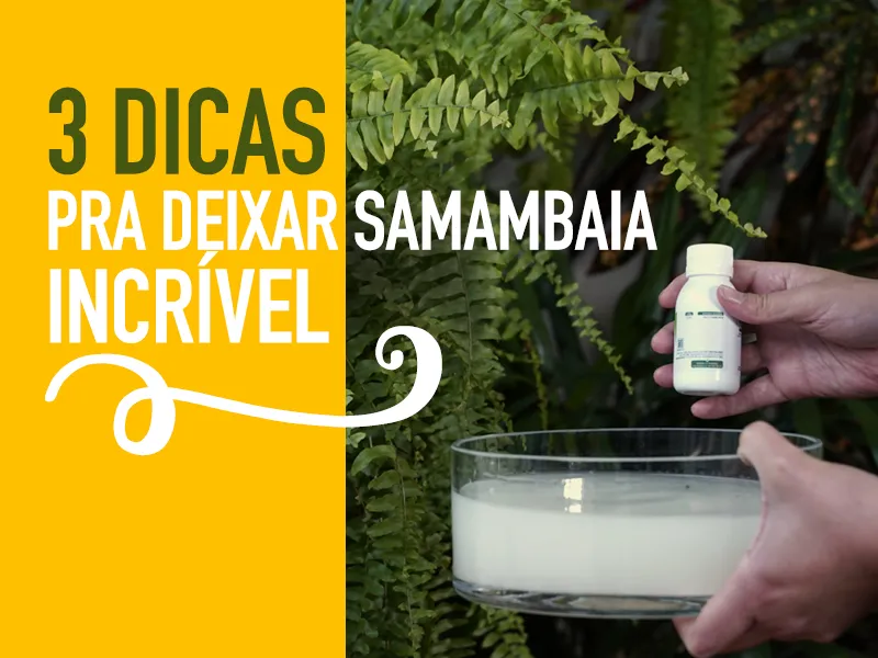 221_de_novembro_800x600-400x300 Como recuperar uma samambaia quase morta em 3 passos