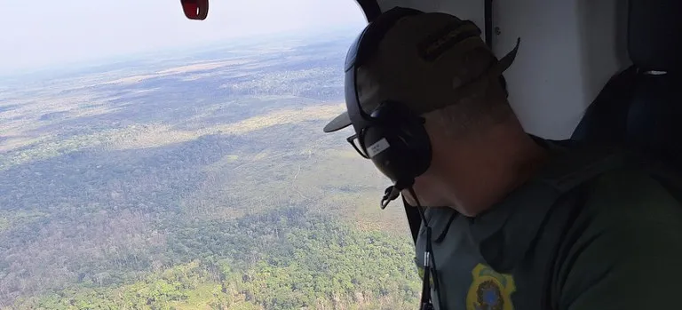 Equipes do Ibama identificam indícios de uso de agrotóxicos para devastar a vegetação - Foto: Fiscalização Ibama