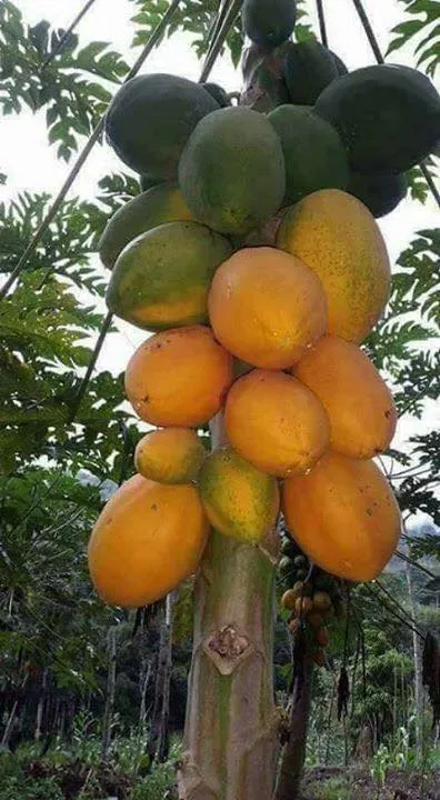 29249445_1589769907744997_6066024986382958592_n O segredo milenar que agricultores ainda usam para colher mamão o ano inteiro