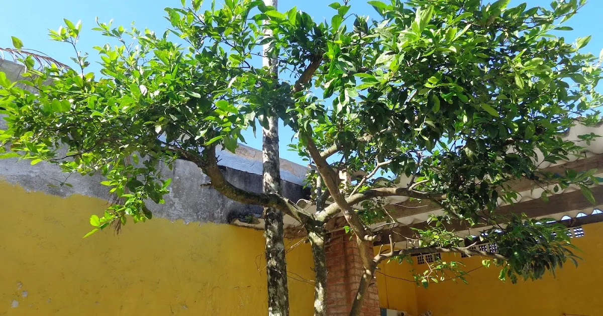 DSC02170-400x210 Essa técnica de poda pode triplicar a produção de limão no quintal