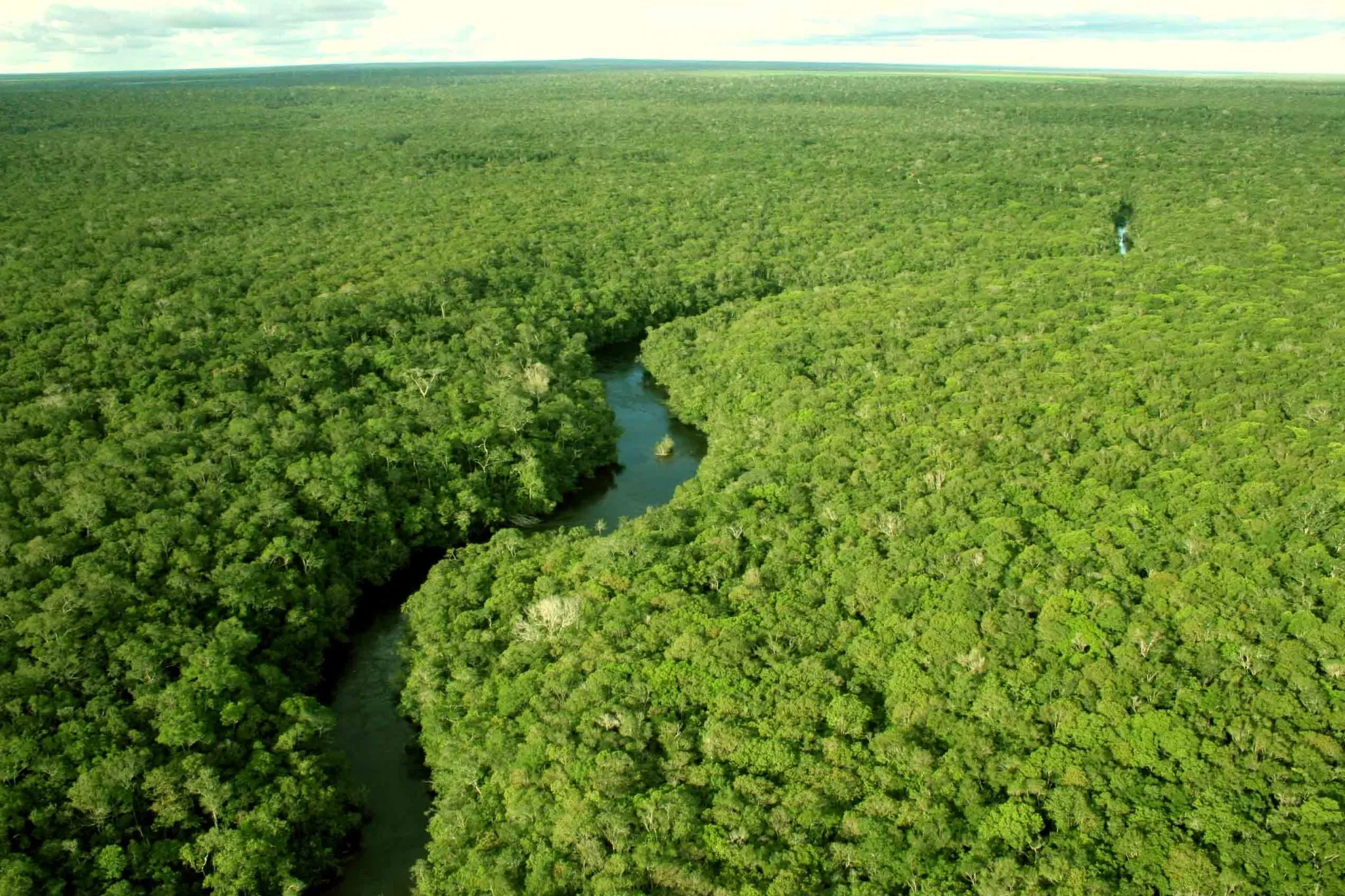 A Amazônia pode virar savana antes do previsto