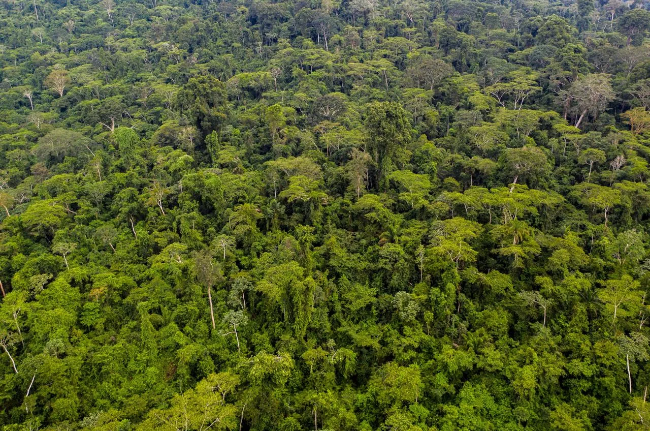 Florestas protegidas de Carajás retiram da natureza e armazenam um total de dióxido de carbono semelhante ao emitido por cerca de 140 milhões de carros populares. Credito: Ricardo Teles.