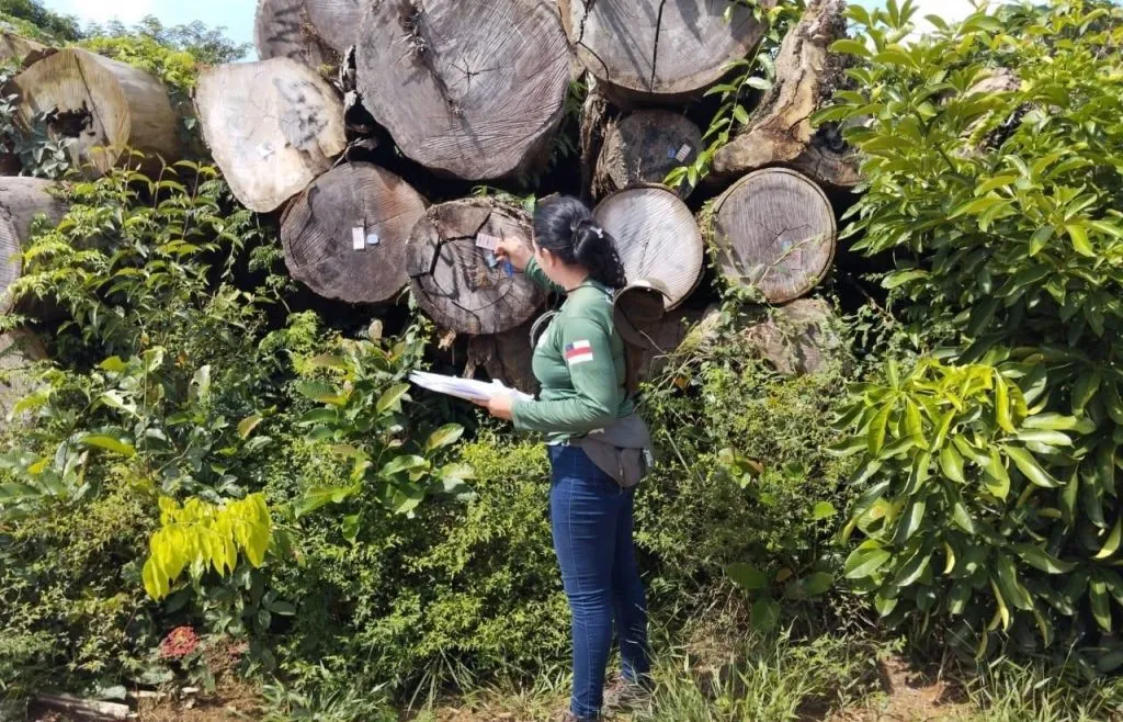Mais que um dia, um plano: como o Amazonas constrói um futuro onde a floresta em pé vale mais Divulgação - Ipaam