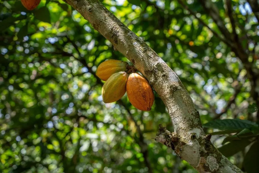 FAO/Maryia Kukharava - Fazenda de cacau agroflorestal na Costa do Marfim, onde o reflorestamento e a proteção florestal estão impulsionando as colheitas e trazendo benefícios econômicos sustentáveis ​​para as comunidades locais.