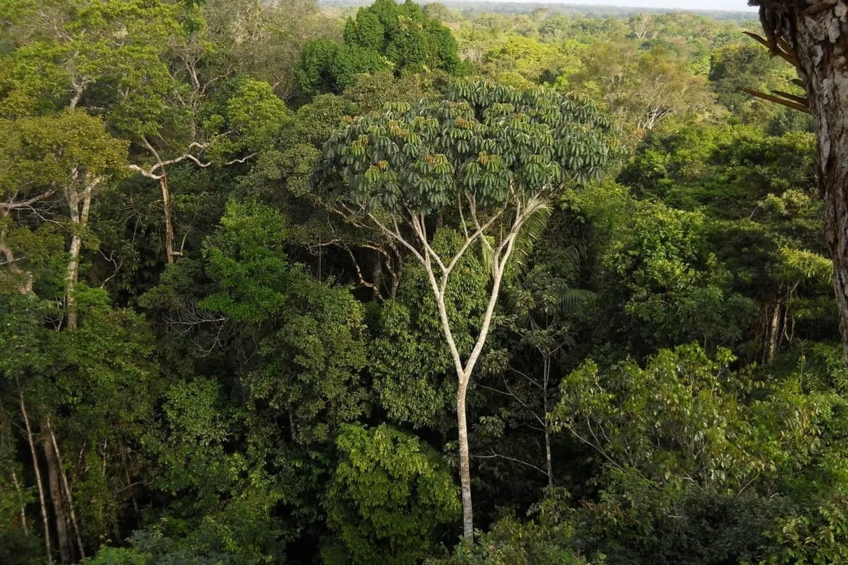 Árvores da Amazônia: a vida em 10 gigantes que sustentam a floresta Amazon Canopy Jpc.raleigh Flickr