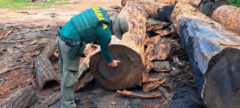 Foto: Divulgação/Ibama/RR