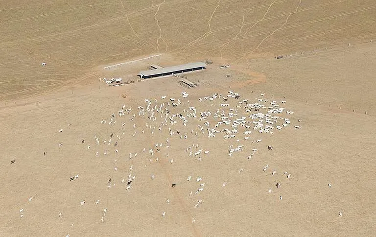 Tuane Fernandes / Greenpeace