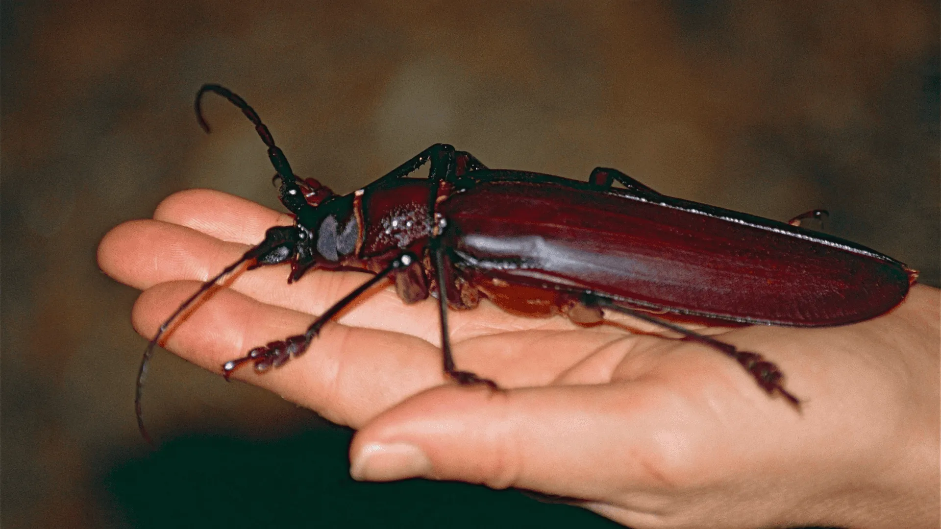 inseto gigante com objetos como um lápis e um celular, destacando sua imponência