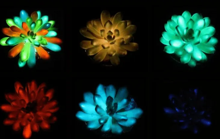 suculentas-400x253 Plantas que brilham no escuro podem um dia substituir postes de luz