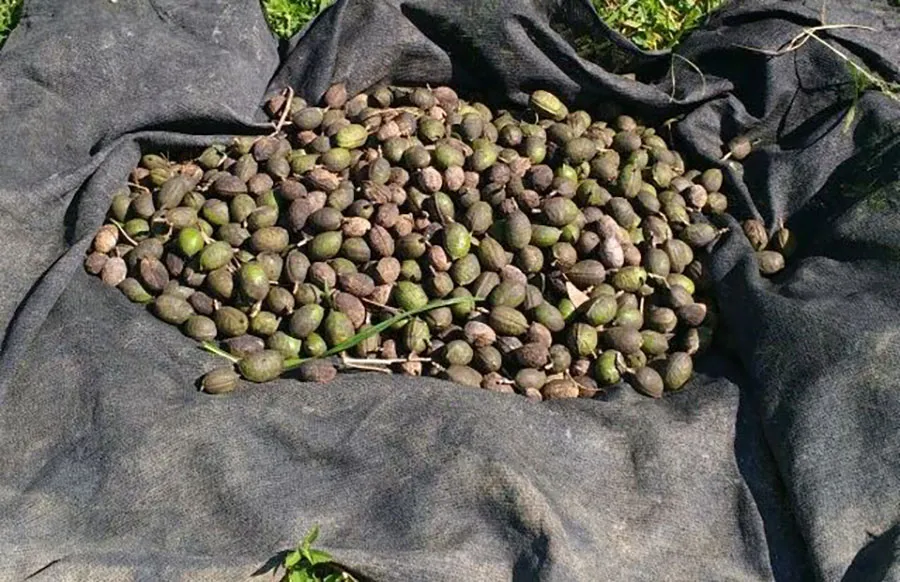 251021_QualidadeSementes_Juliana_Freire_Sementes-de-angelim-doce-especie-Mata-Atlantica-Cerrado-e-Caatinga-usada-em-pomar-de-sementes-no-RJ-400x259 Pesquisa investe em sementes florestais para restaurar três biomas brasileiros