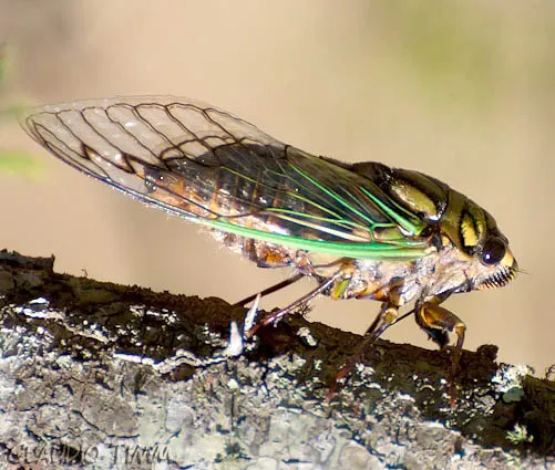 Hemiptera_Timm1_cigarra-guyalna-no-rio-grande-do-sul-400x339 Camisinhas e cigarras: o experimento criativo que revelou um segredo da Amazônia