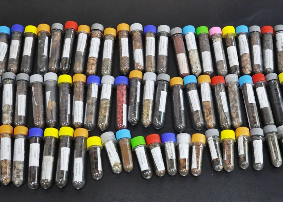 Pesquisa investe em sementes florestais para restaurar três biomas brasileiros 2 article