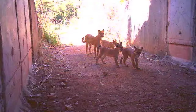 2025-11-11-familia-de-oncas-passeia-com-seguranca-por-corredor-de-fauna-no-tocantins-400x230 Corredores de fauna: caminhos seguros onde a vida silvestre pede passagem