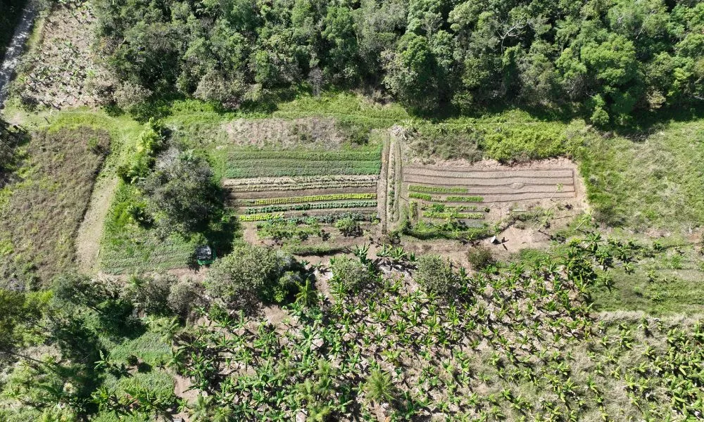 E-atuar-em-duas-frentes-na-mitigacao-e-adaptacao-dos-efeitos-das-mudancas-do- Floresta em pé: lavoura e árvores reduzem impacto de mudança climática