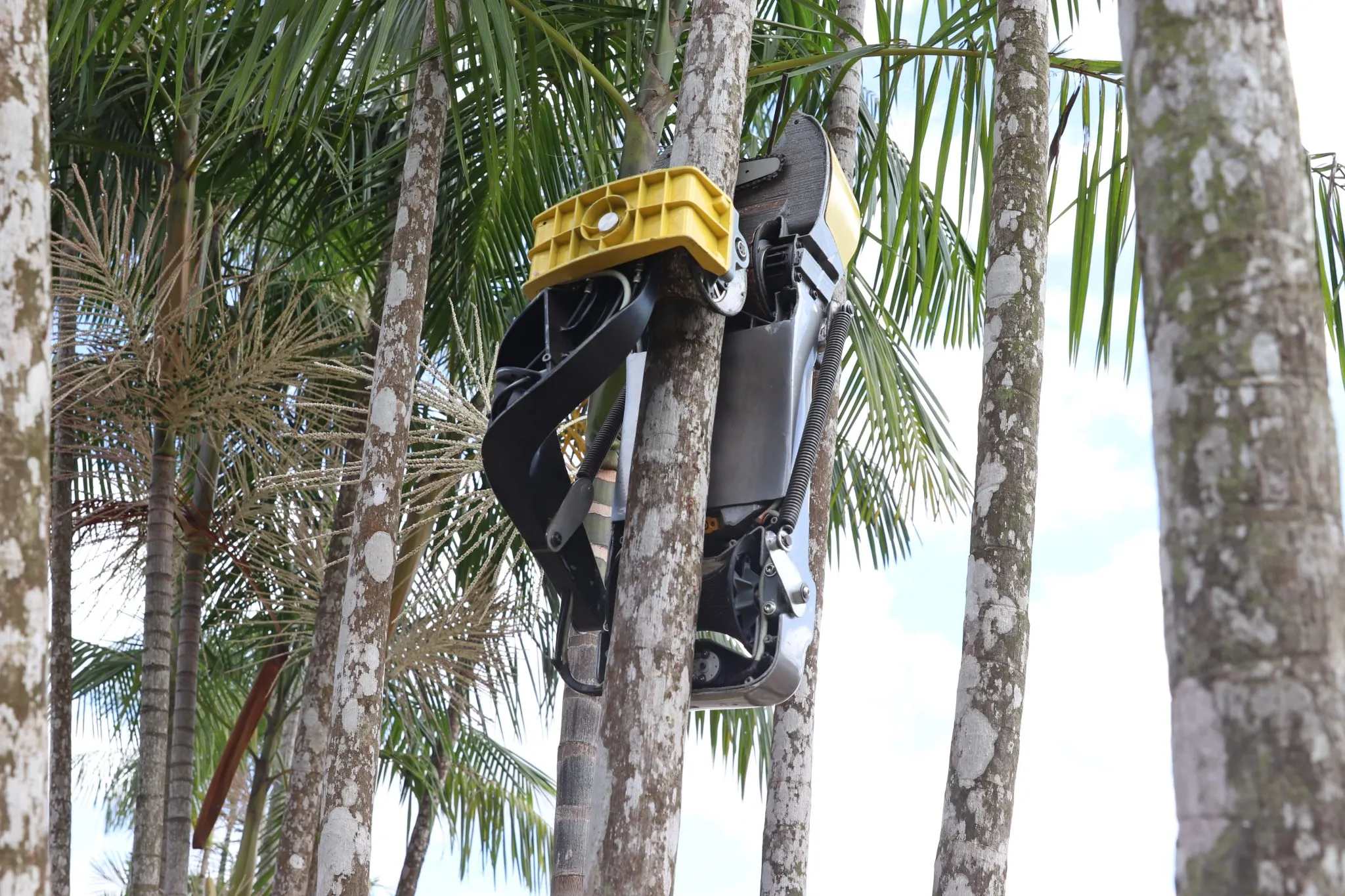IMG_2599T-400x267 AçaíBot e o novo tempo da mecanização da floresta: tecnologia, renda e autonomia na Amazônia da COP30
