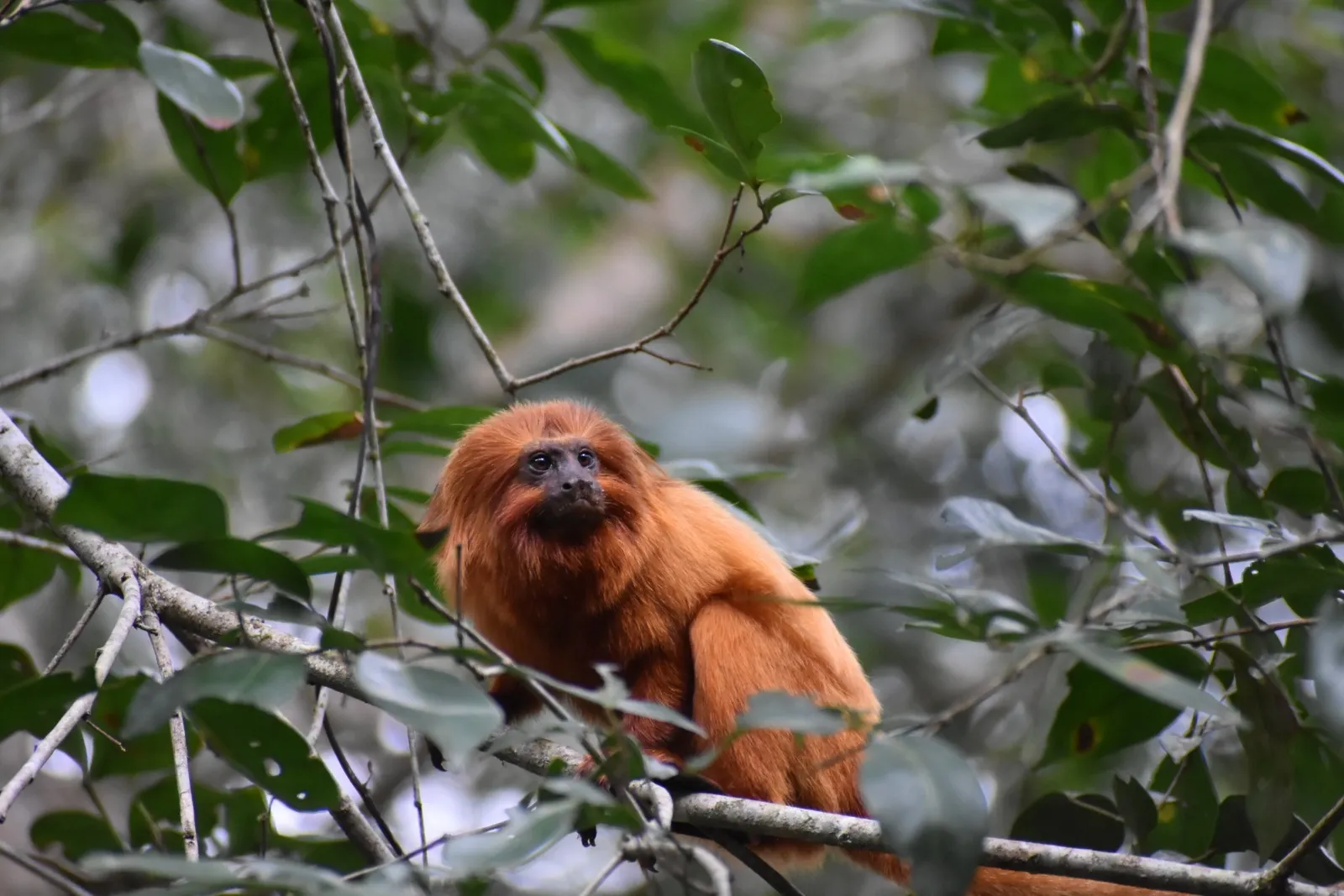 WhatsApp-Image-2025-11-07-at-13.23.46-1-400x267 Casa da Mata Atlântica leva mensagem de urgência à COP30 em Belém