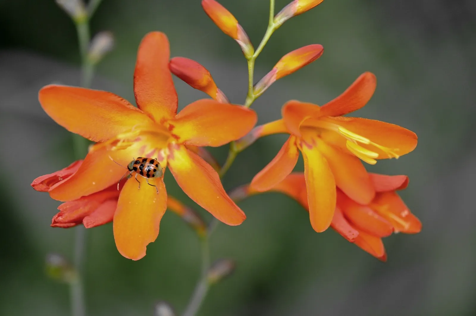 WhatsApp-Image-2025-11-07-at-13.23.47-1-400x266 Casa da Mata Atlântica leva mensagem de urgência à COP30 em Belém