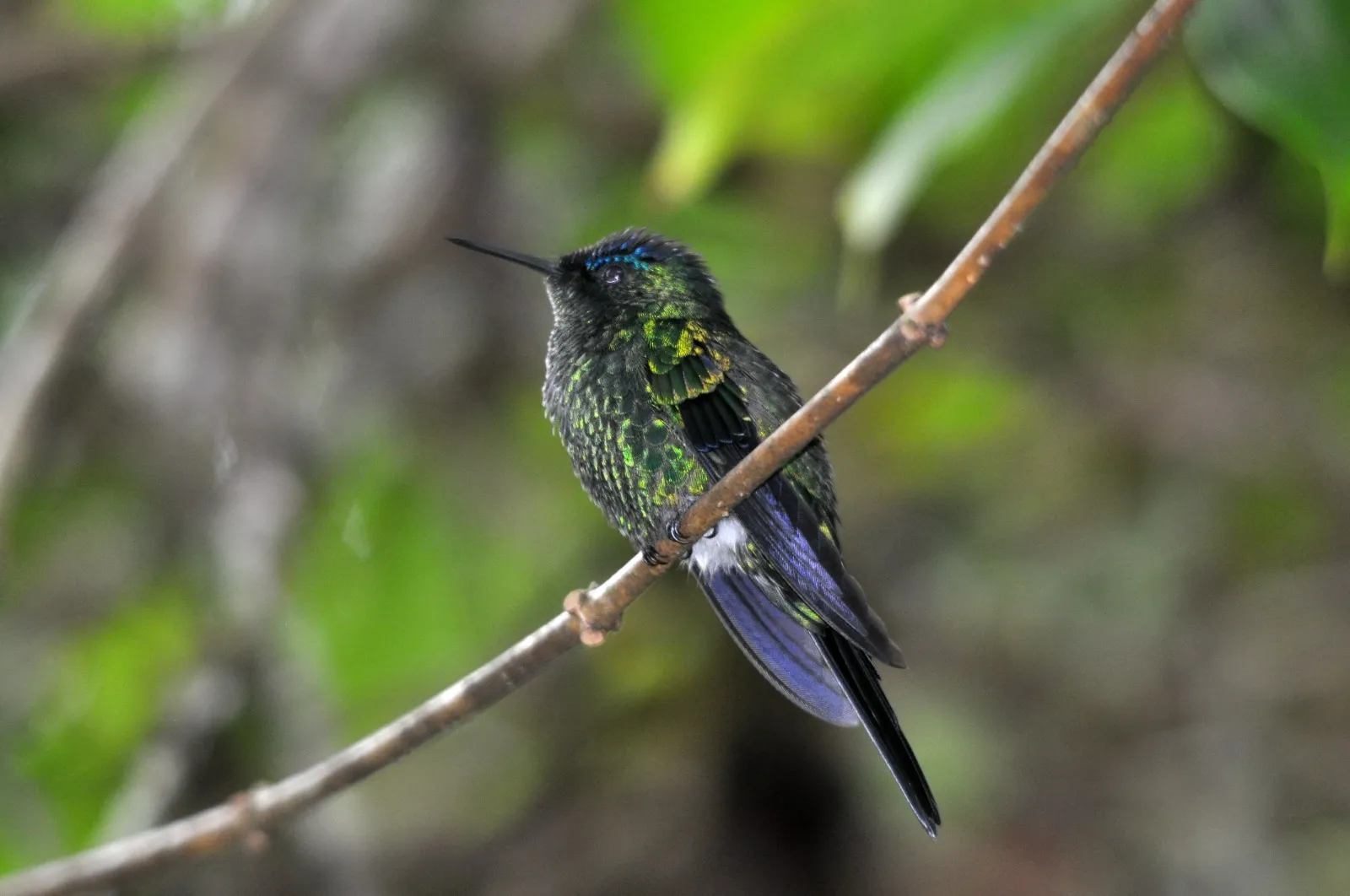 WhatsApp-Image-2025-11-07-at-13.23.47-400x266 Casa da Mata Atlântica leva mensagem de urgência à COP30 em Belém