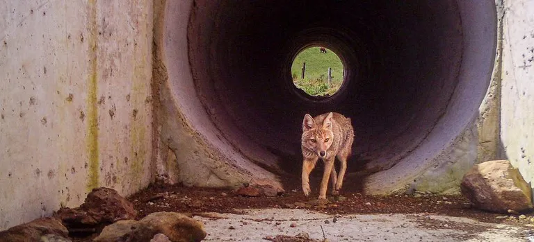 Foto: Gestão Ambiental BR-285/RS/SC-STE