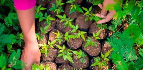 imagem_1_3 O Brasil acredita que pode mudar o jogo climático com o Fundo Florestas Tropicais para Sempre (TFFF)