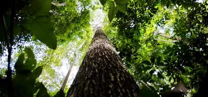 imagem_2_2 O Brasil acredita que pode mudar o jogo climático com o Fundo Florestas Tropicais para Sempre (TFFF)