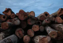 Sede da empresa Mil Madeira em Itacoatiara, Amazonas, Brasil. Novembro de 2021. - IMAFLORA