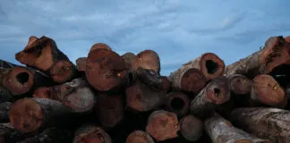 Sede da empresa Mil Madeira em Itacoatiara, Amazonas, Brasil. Novembro de 2021. - IMAFLORA