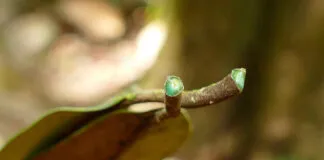 Estima-se que as hiperacumuladoras de metais representem apenas 0,2% de todas as plantas conhecidas atualmente; a Pycnandra acuminata (na foto) já é usada comercialmente para agromineração na Indonésia, por exemplo (imagem: Henry Benoît/Biodiversity4all)