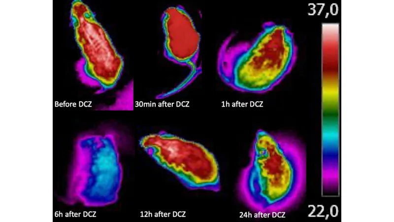 Cientistas identificam neurônios que controlam tanto a febre quanto o torpor magens: Natália Machado/BIDMC-HMS