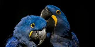 Foto: Rafael Barreto