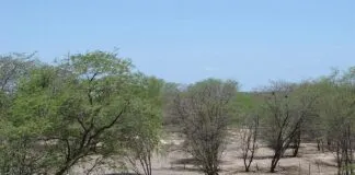 Foto: Glauco Umbelino