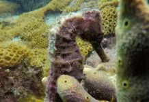 Foto: Geraldo da Silva Souza