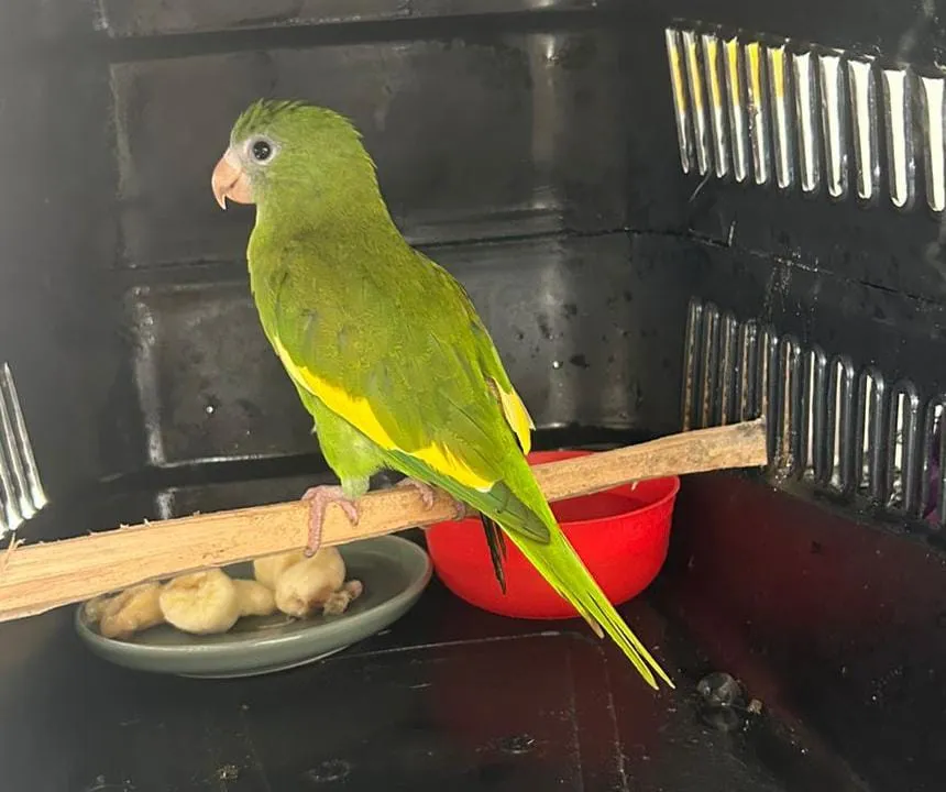 WhatsApp-Image-2025-12-01-at-10.21.35-400x335 Ipaam aponta aumento de ocorrências de animais silvestres em bairros urbanos