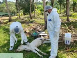 FOTO: Divulgação/Adaf
