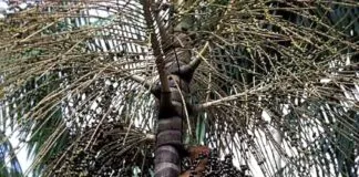 Foto: Luiz Claudio Marigo