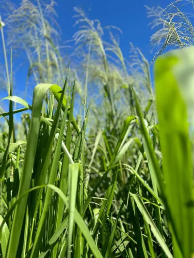 251223_ILPConsorcioLeguminosaGraminea_Thais_Rodrigues_de_Sousa_consorcio-400x533 Integração lavoura-pecuária avança na produção de carne de baixo carbono