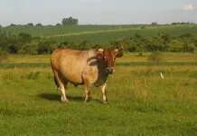 Foto: Caroline Garaluz