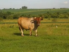 Foto: Caroline Garaluz